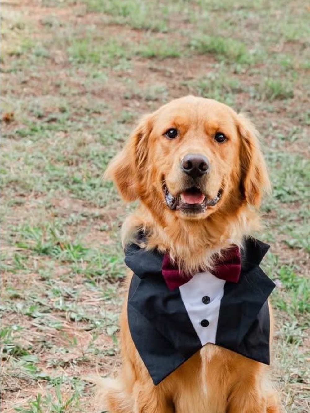 Black and Burgundy Dog Tuxedo Bandana - Formal Pet Accessory